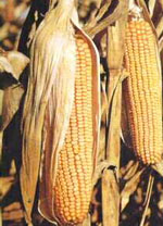 MSA ZEA MAYS - giovani radici (Granoturco) MSA ZEA MAYS - giovani radici (Granoturco)
